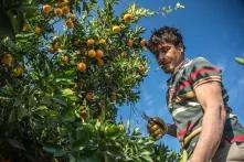 A seasonal agriculture worker picks oranges in Adana, Turkey