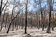 2021 yılındaki büyük yangınlarda Marmaris'te yanan alan 