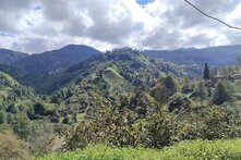 Gündoğan köyünden bir çay manzarası