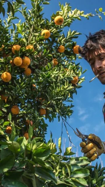 A seasonal agriculture worker picks oranges in Adana, Turkey