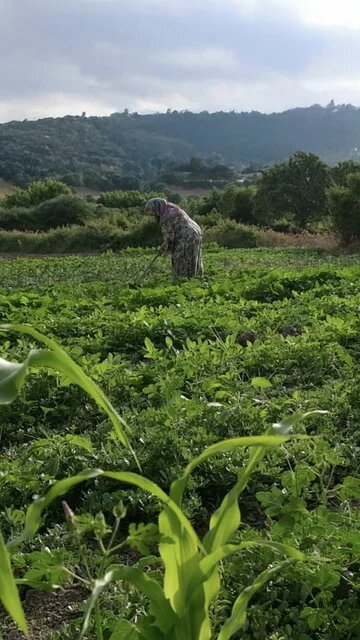 Photo: A person working in a field, tending to plants. Green corn stalks in the foreground, with hills and trees in the background.