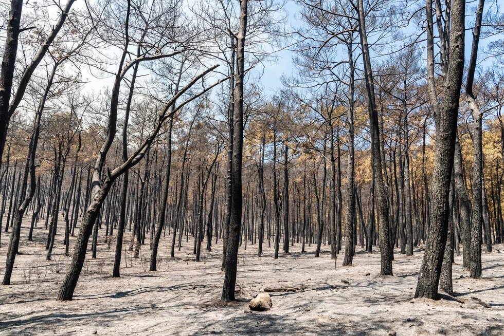 2021 yılındaki büyük yangınlarda Marmaris'te yanan alan 