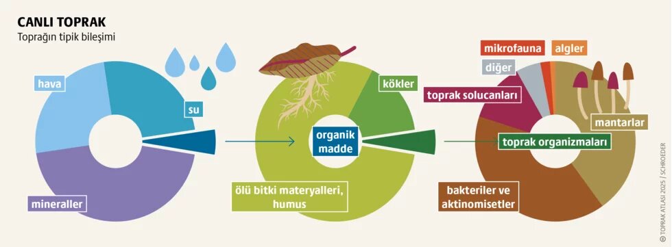 Ekosistem toprağı: Yaşamın temeli teaser