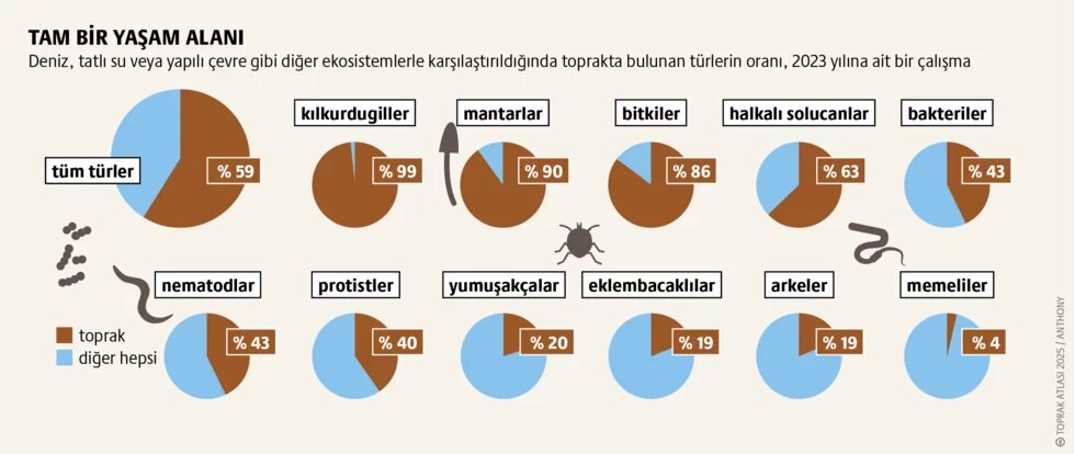Ekosistem toprağı: Yaşamın temeli 2. görsel