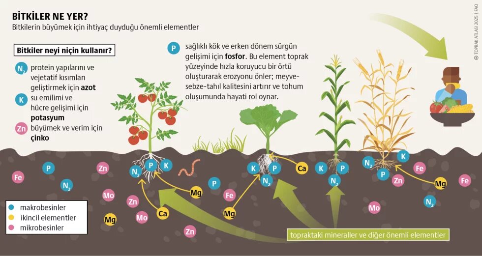 Besin maddesi dengesizliği: Toprağın terazisi 2. görsel