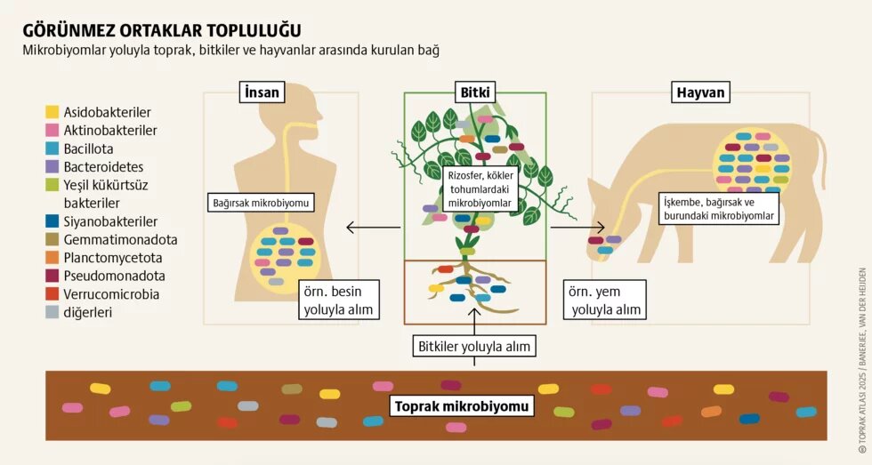 Sağlık: Dayanıklı ekosistem, sağlam bağırsak 2. görsel