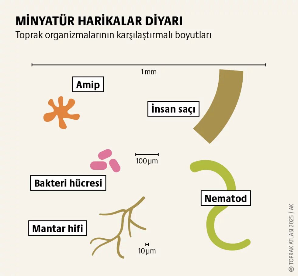 Sağlık: Dayanıklı ekosistem, sağlam bağırsak 3. görsel