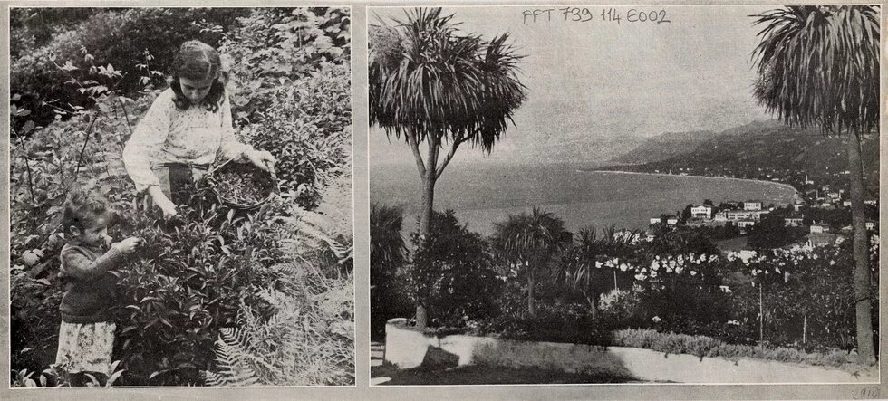 Rize, 1946, FFT739114, Salt Araştırma/Zarflar Koleksiyonu. 