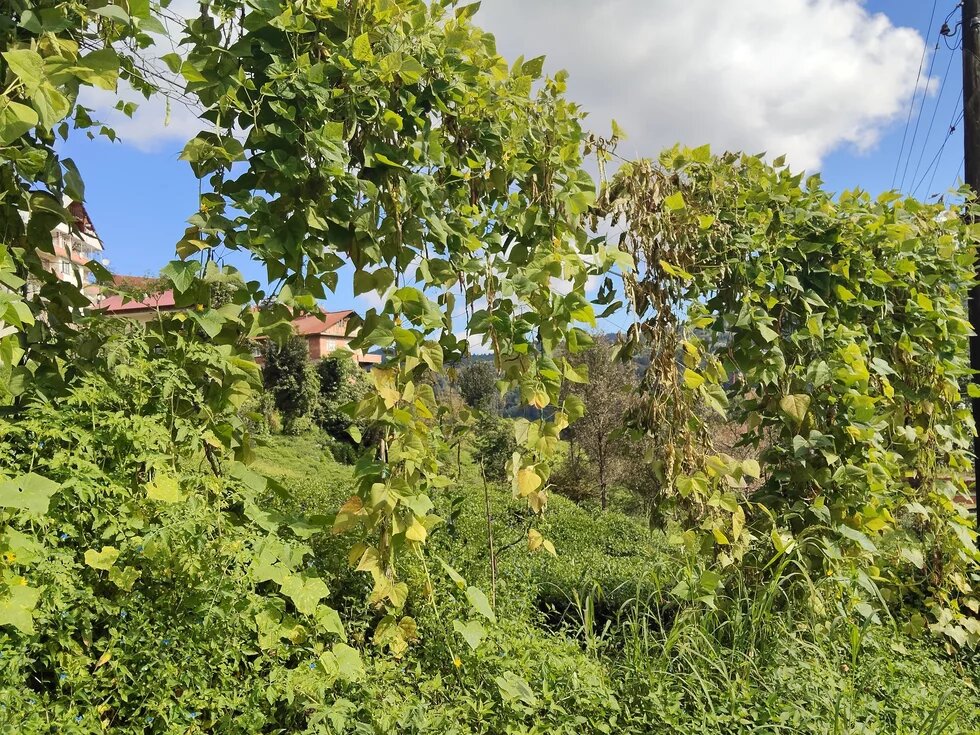 Çay tarlası ve bostanlar, Ardeşen/Rize