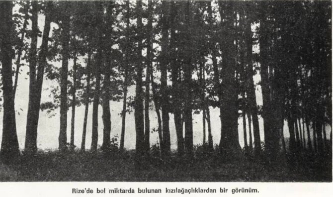 Rize’de bol miktarda bulunan kızılağaçlıklardan bir görünüm