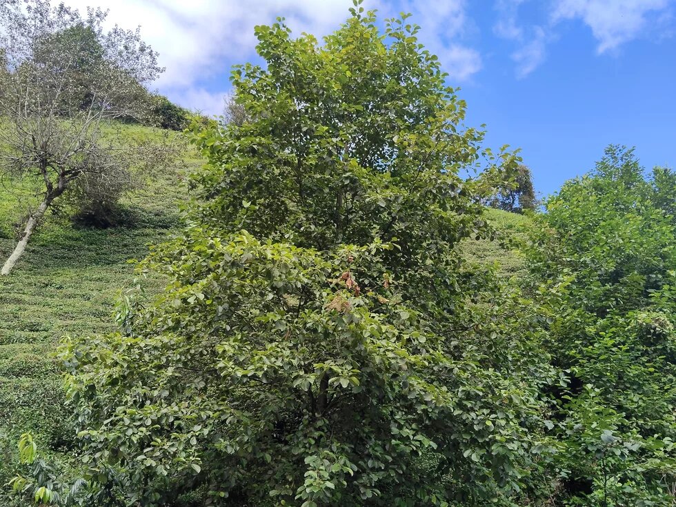 Kızılağaç ve çay tarlası, Ardeşen/Rize