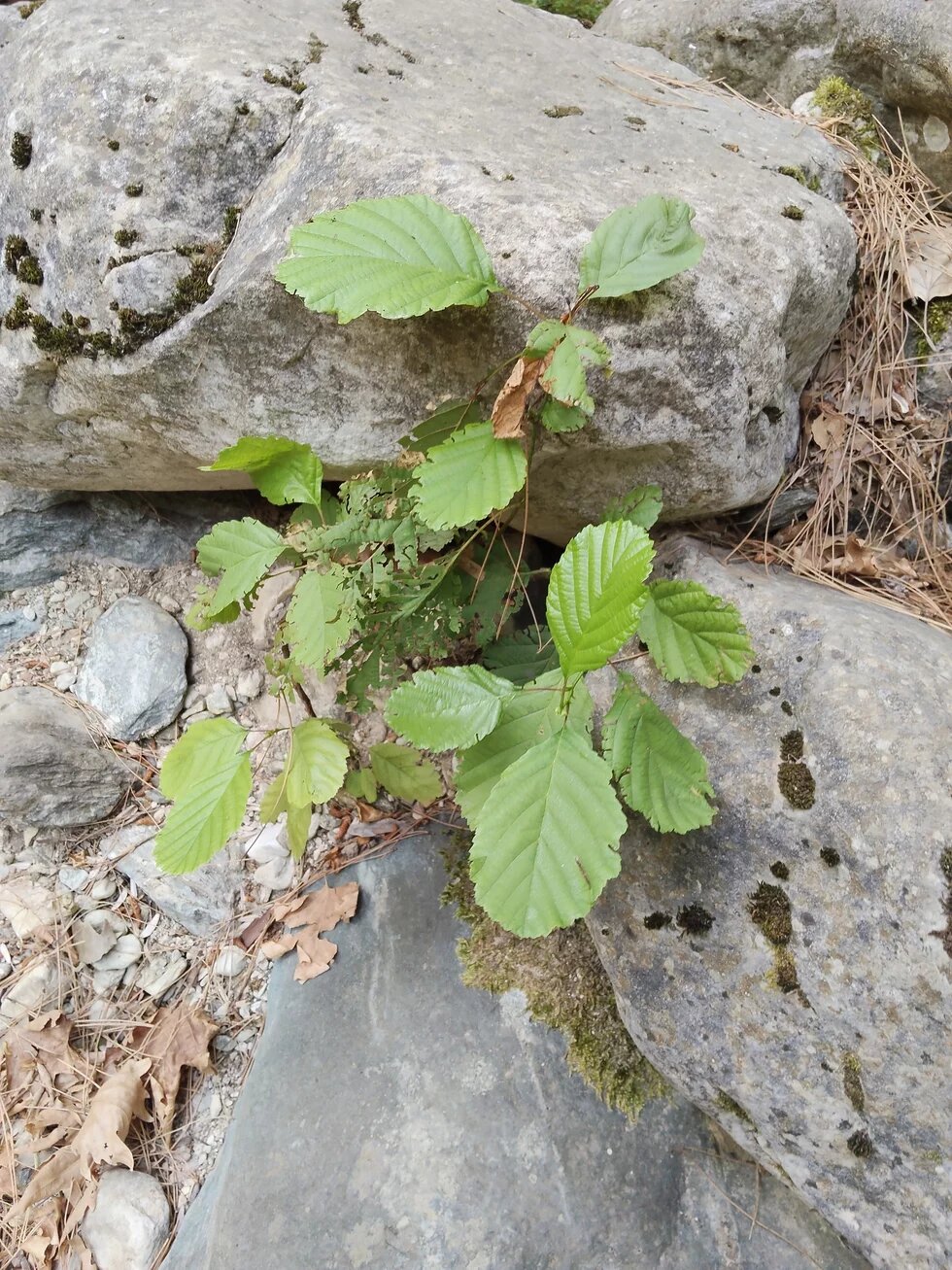 Kızılağaç. Fotoğraf: Fatma Genç