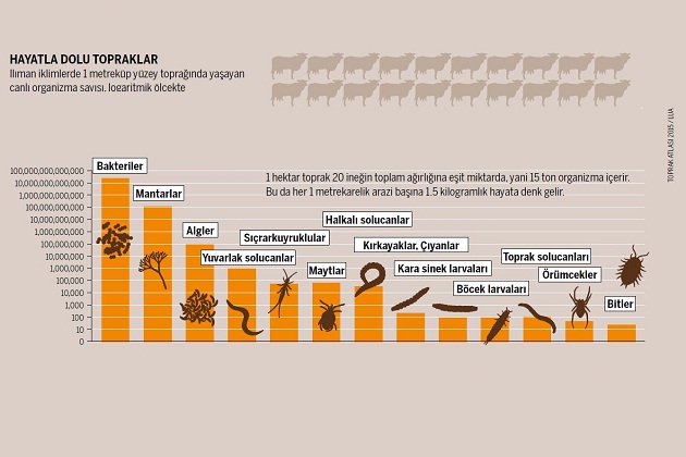 Toprak ile ilgili atasözleri